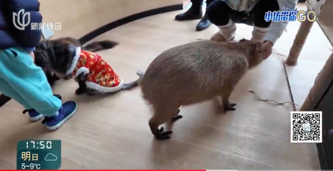 上海这家会所火了！客流爆满，阿姨爷叔都爱组团来…