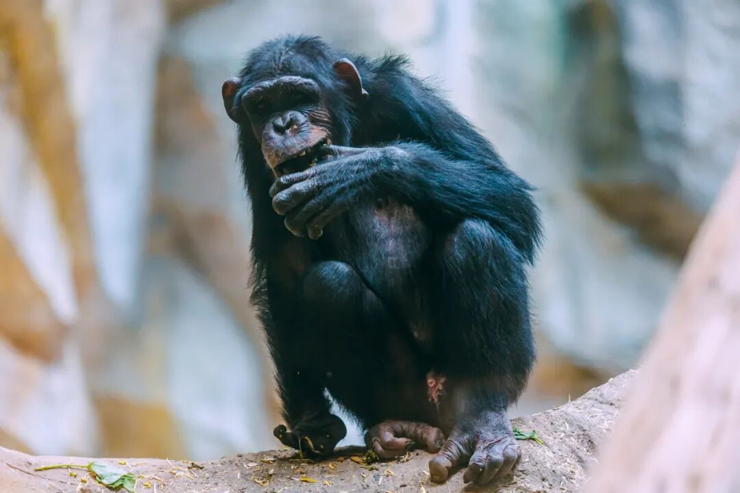 日均开行列车300余趟！这座高铁站对面就是网红动物园！