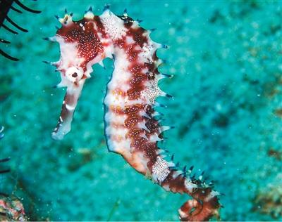 海马爸爸为何能“怀孕”？