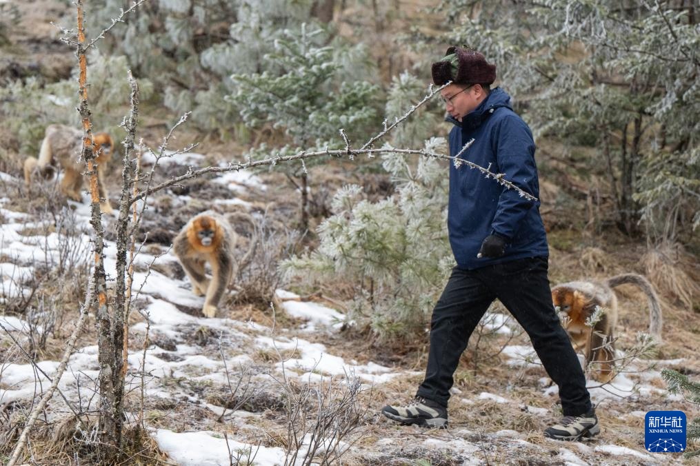 湖北神农架：雪中猴趣