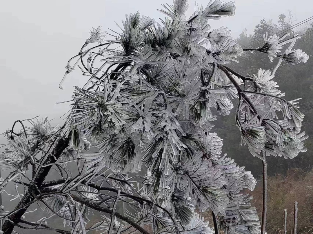 为何冻雨危害大？雾凇、雨凇、冻雨啥区别？看这→