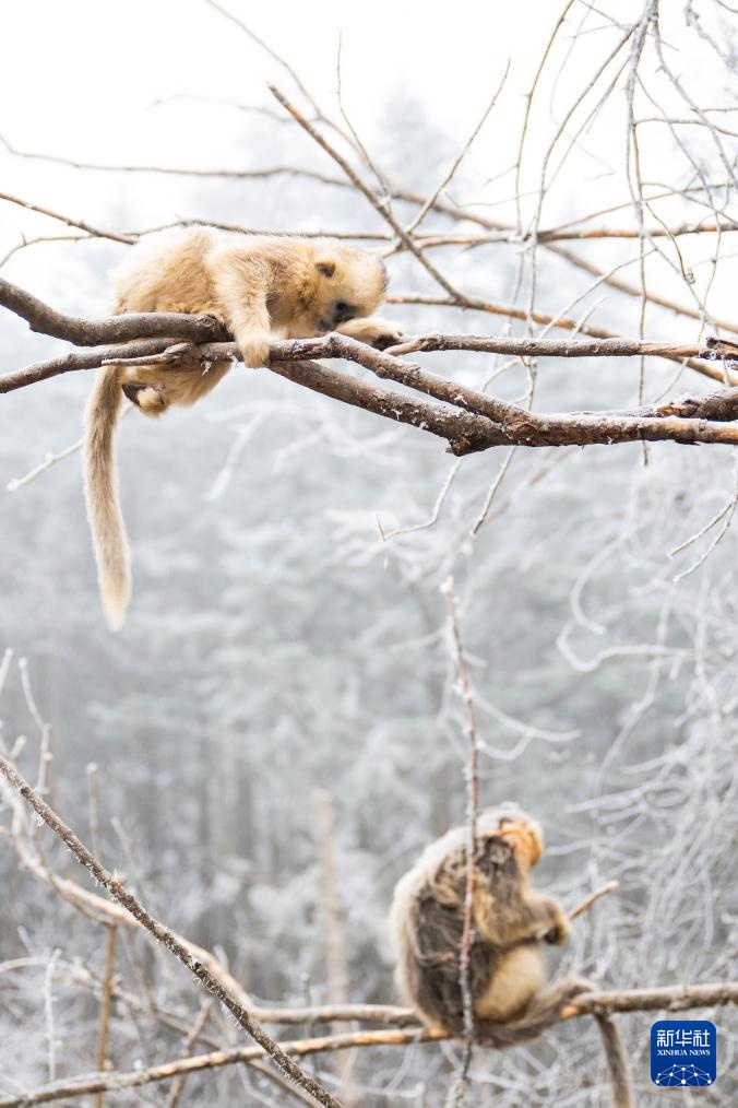 湖北神农架：雪中猴趣