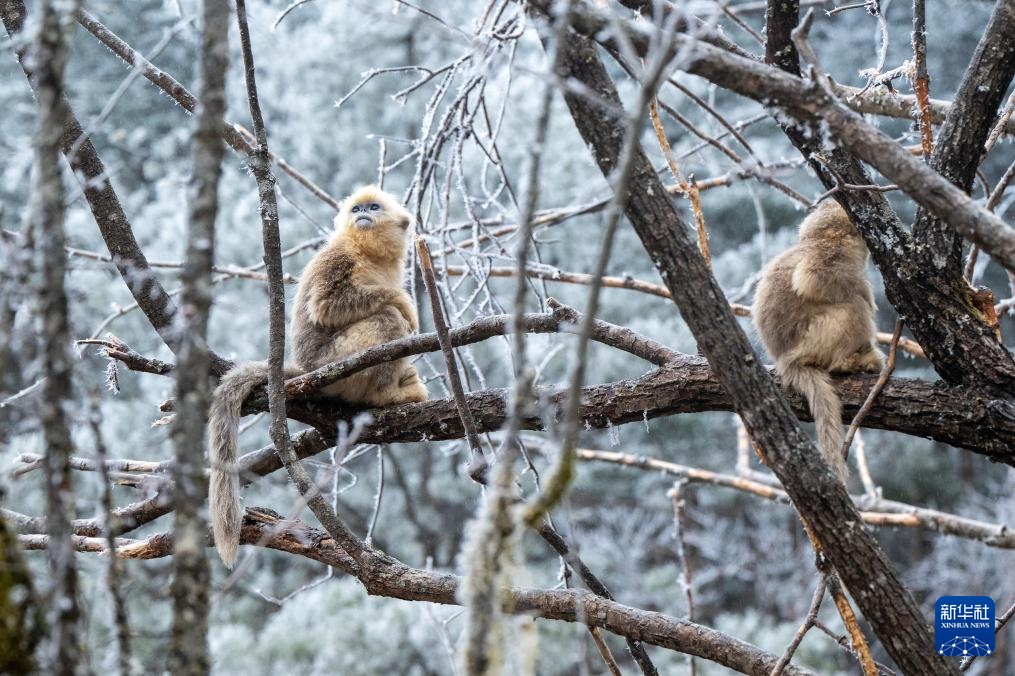 湖北神农架：雪中猴趣