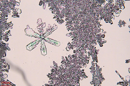 显微镜下，雪花原来长这样！