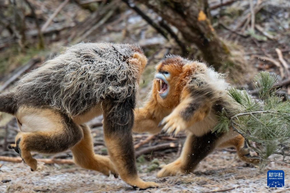 湖北神农架：雪中猴趣