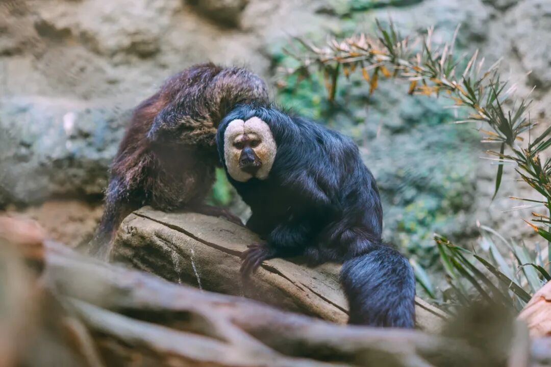 日均开行列车300余趟！这座高铁站对面就是网红动物园！