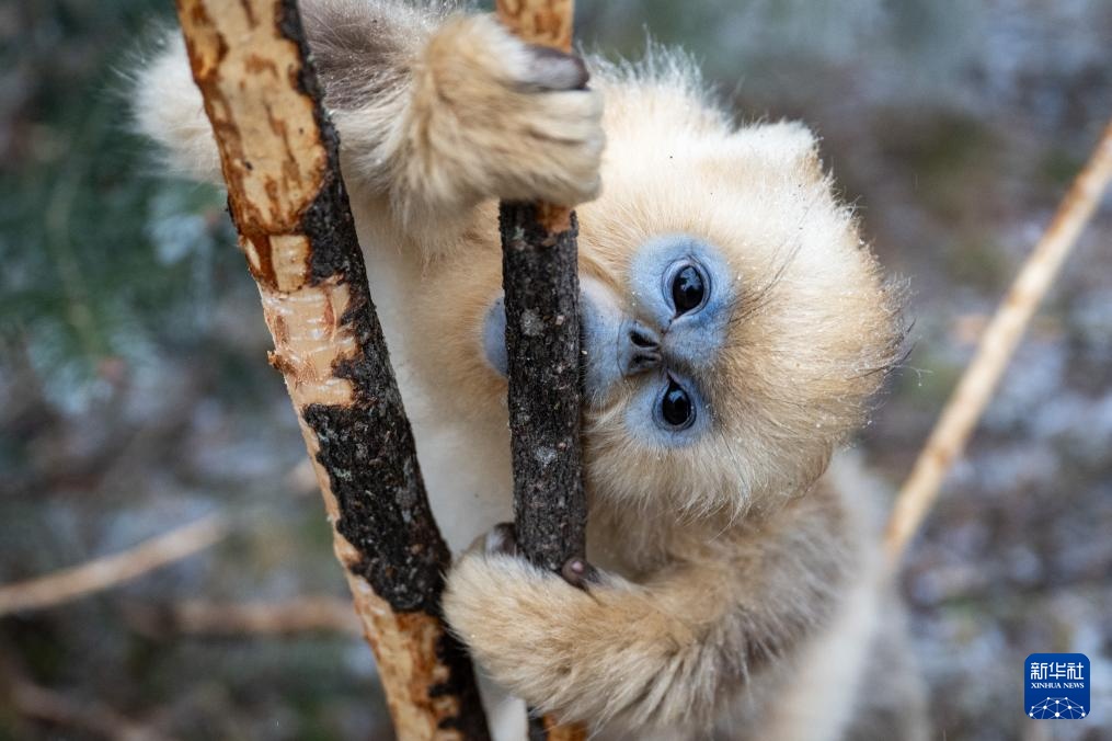 湖北神农架：雪中猴趣