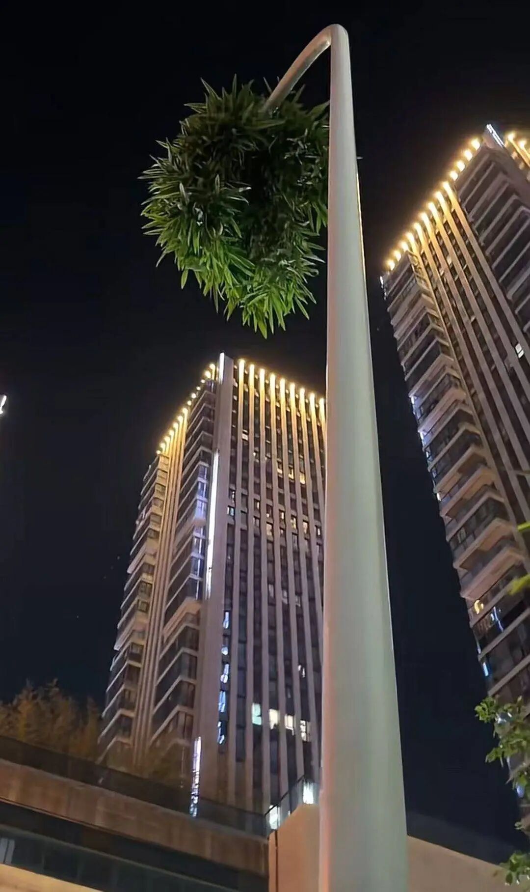 浙江绍兴“竹坚强” 火了！穿透路灯杆，长得枝繁叶茂，引众人打卡拍照