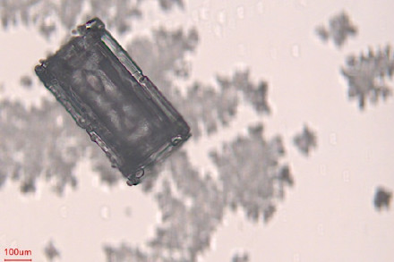 显微镜下，雪花原来长这样！