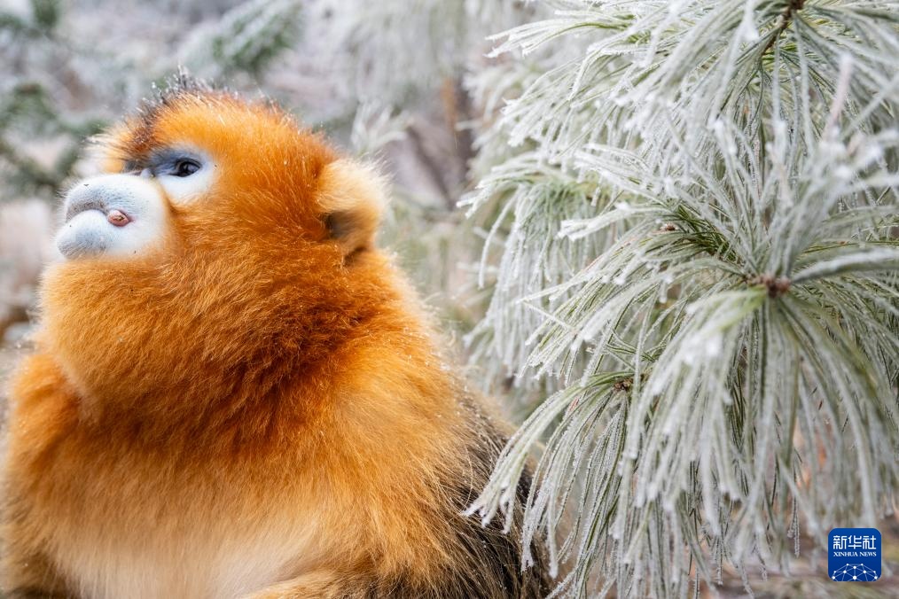 湖北神农架：雪中猴趣