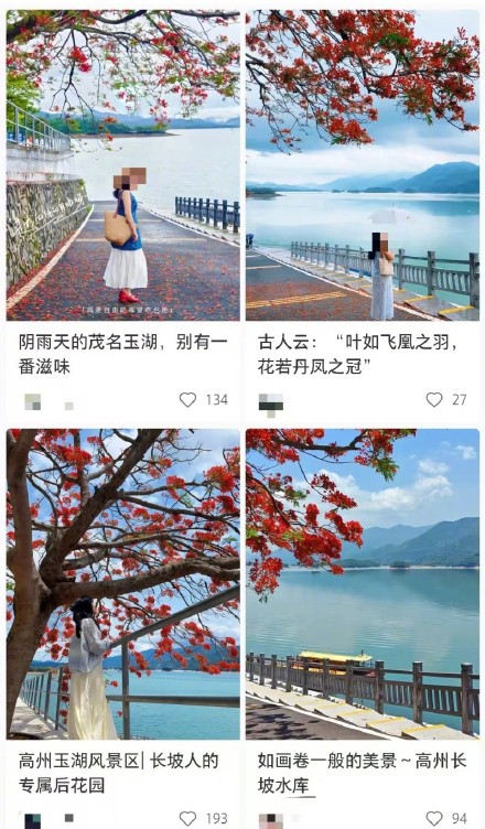 广东“茂名版洱海”网红树被砍？景区回应：实为救治病树修剪病枝