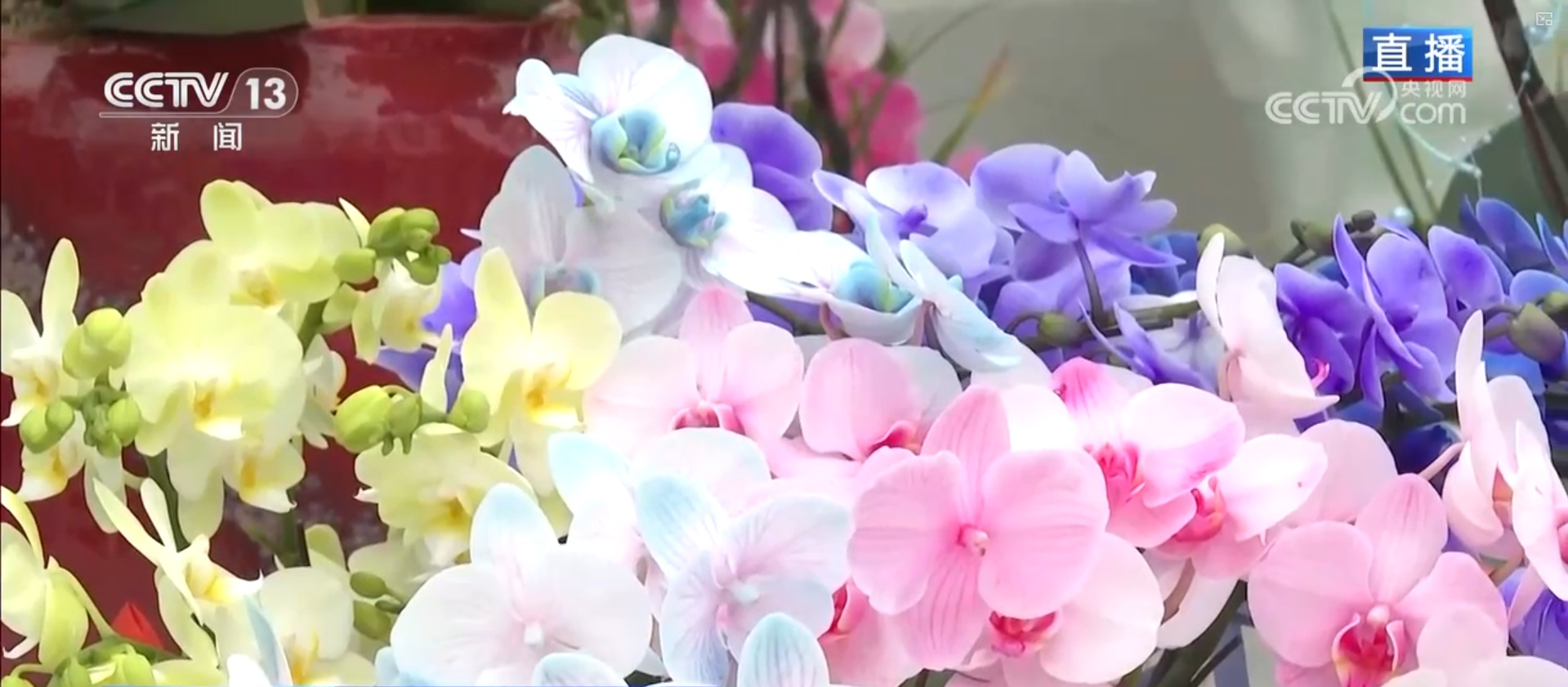 集市人气旺、年宵花争艳 “年货消费”活力充沛激发经济增长新动能