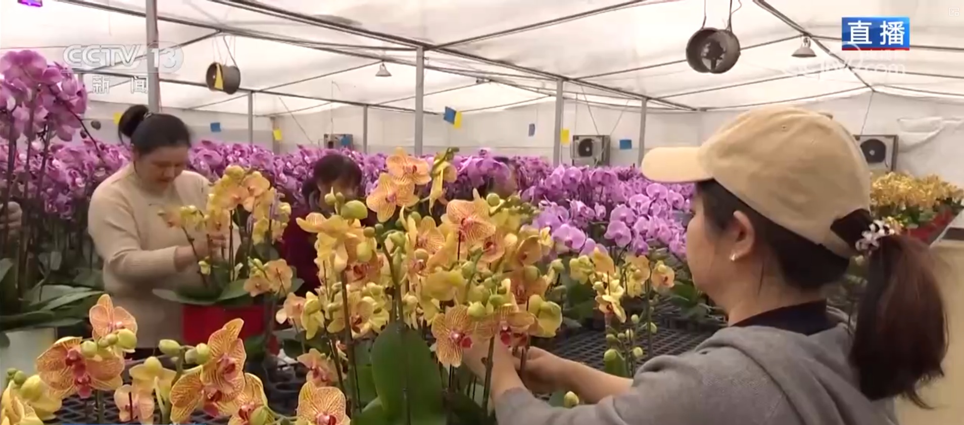 集市人气旺、年宵花争艳 “年货消费”活力充沛激发经济增长新动能