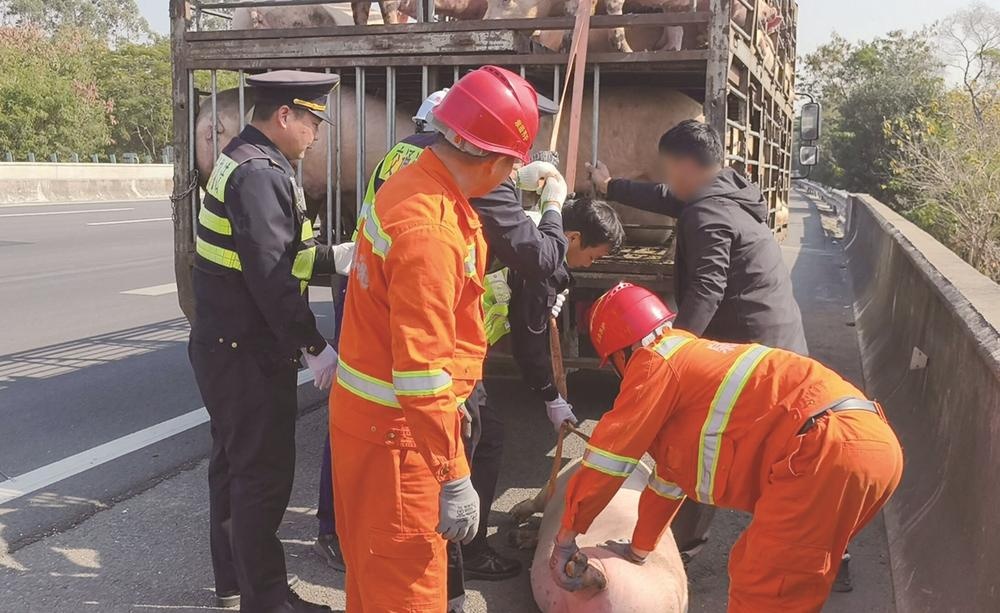 300斤的生猪沈海高速上“越狱”，窜上应急车道，厦门多部门联手，10分钟“抓捕归案”