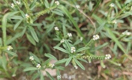 海南首次林草种质资源普查到3101种林草植物