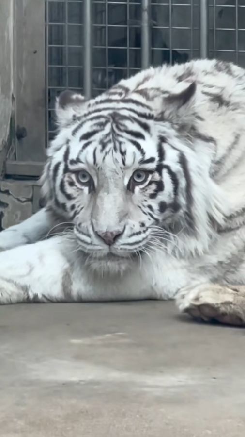 山东一动物园老虎因美貌火出圈，取名叫“小孬”，全国网友都来看它