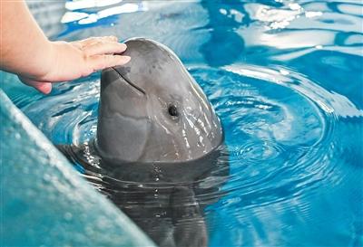 我国将加强长江江豚系统性保护