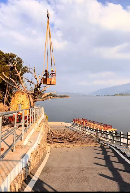 广东“茂名版洱海”网红树被砍？景区回应：实为救治病树修剪病枝