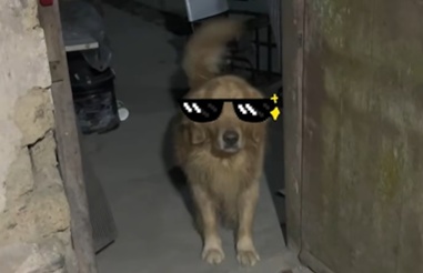 男子家中电饭煲起火，宠物狗及时挠厕所门吠叫提醒，消防提示