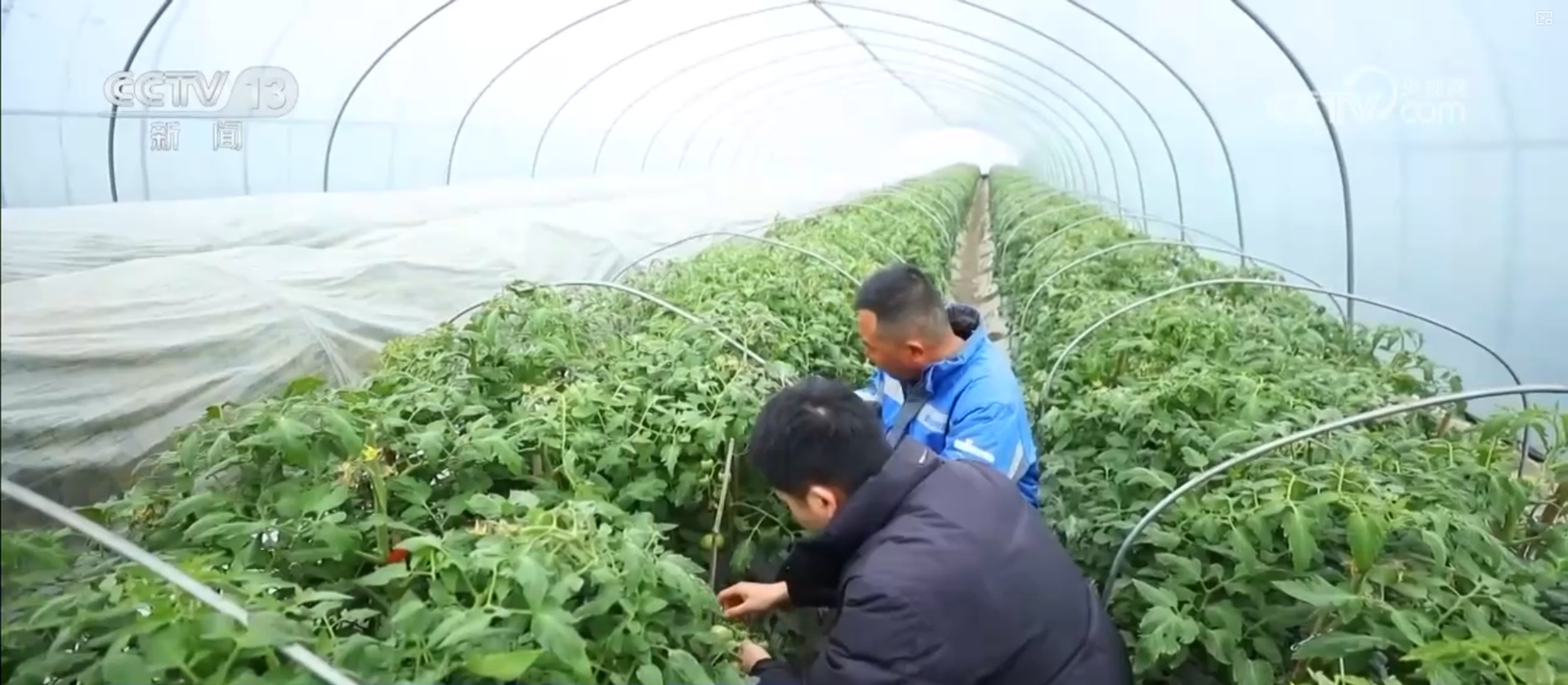 多措并举应对寒潮低温天气 各地保障蔬菜生产守护百姓“菜篮子”