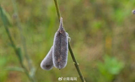 海南首次林草种质资源普查到3101种林草植物