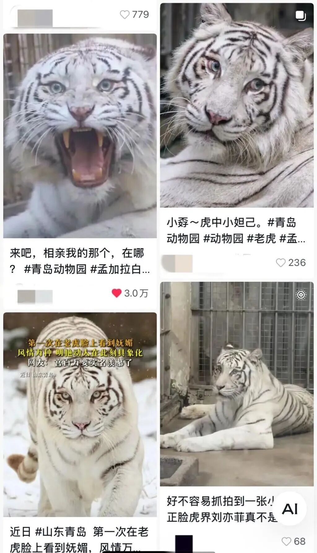 虎“小孬”因美貌出圈！全国网友不远万里来看