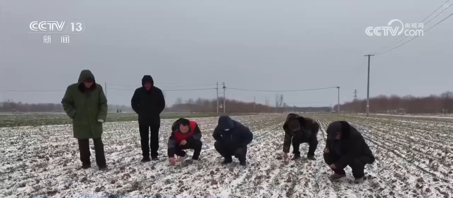 多措并举应对寒潮低温天气 各地保障蔬菜生产守护百姓“菜篮子”