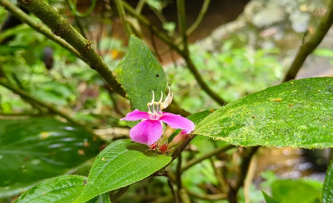 3101种、3927份！海南“植物家底”大公开→
