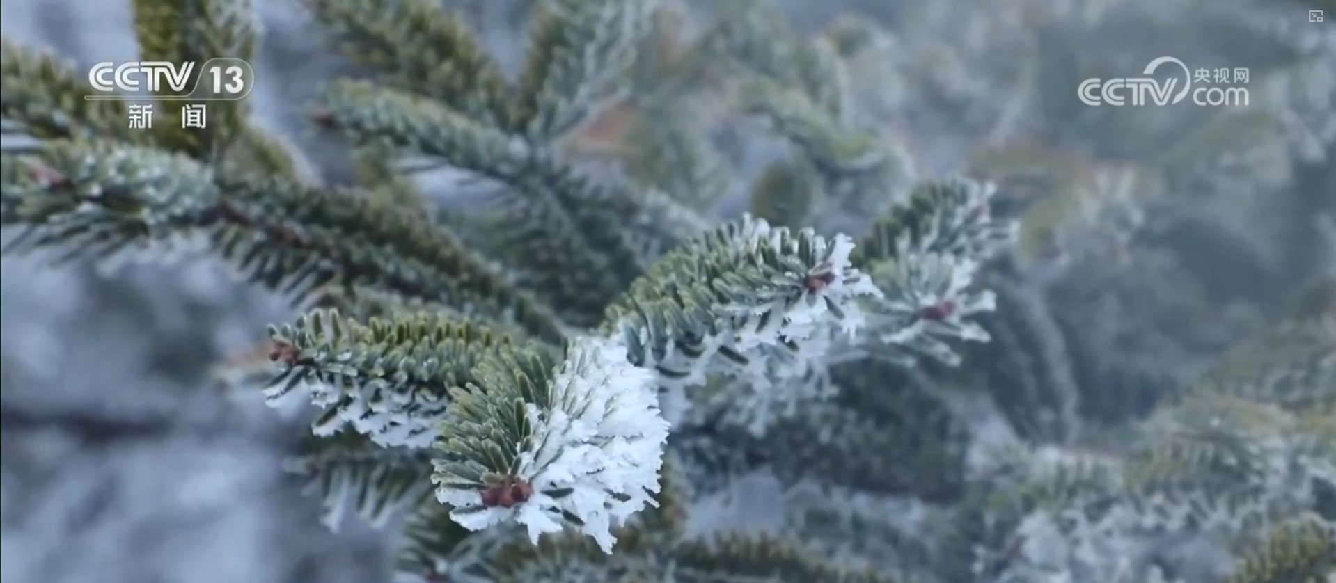 冻雨天气来袭，公众如何防御？一文了解