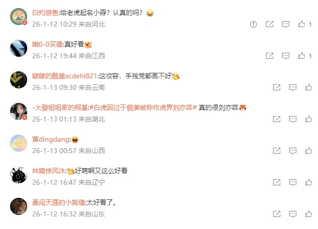 青岛动物园白虎“小孬”凭颜值火出圈