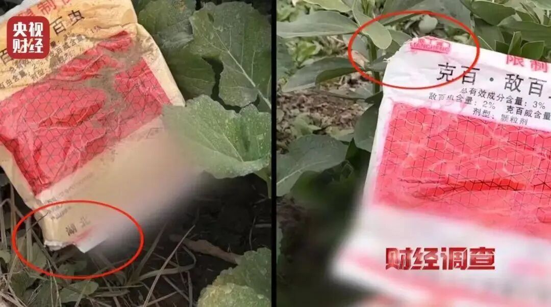 湖北天门通报“个别菜商违规使用含毒农药”：蔬菜尚未上市