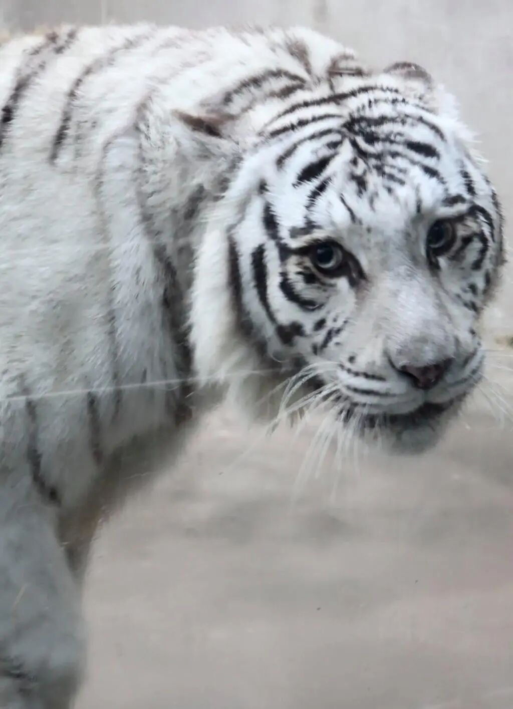 青岛动物园白虎“小孬”凭颜值火出圈