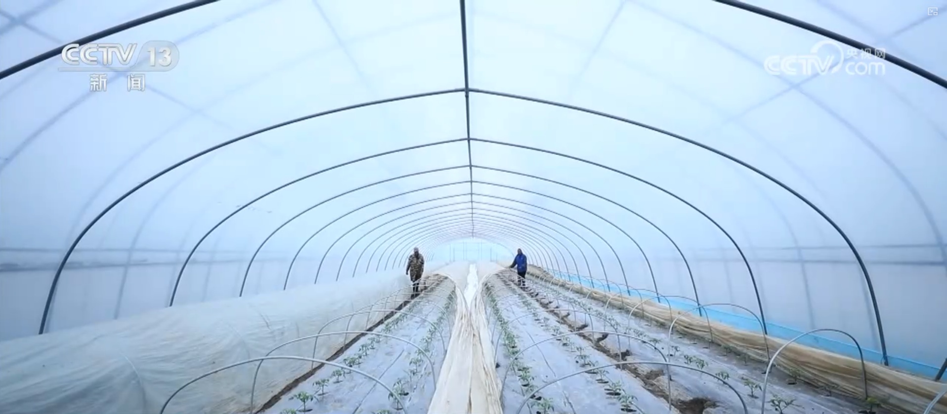 多措并举应对寒潮低温天气 各地保障蔬菜生产守护百姓“菜篮子”