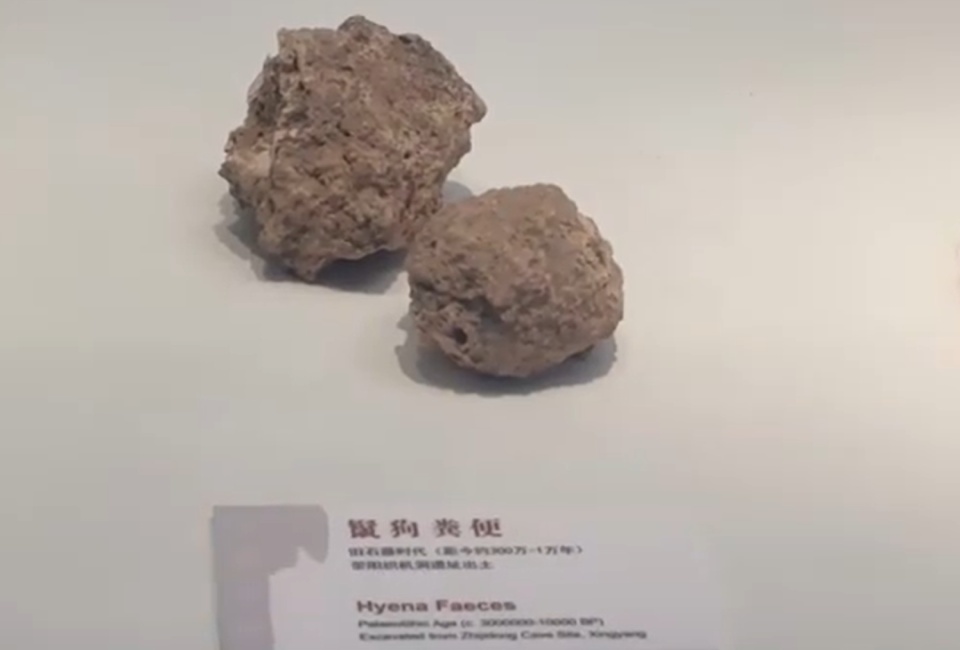 “狗屎”也能成文物？郑州博物馆展出两坨史前鬣狗粪便化石，专业人士回应