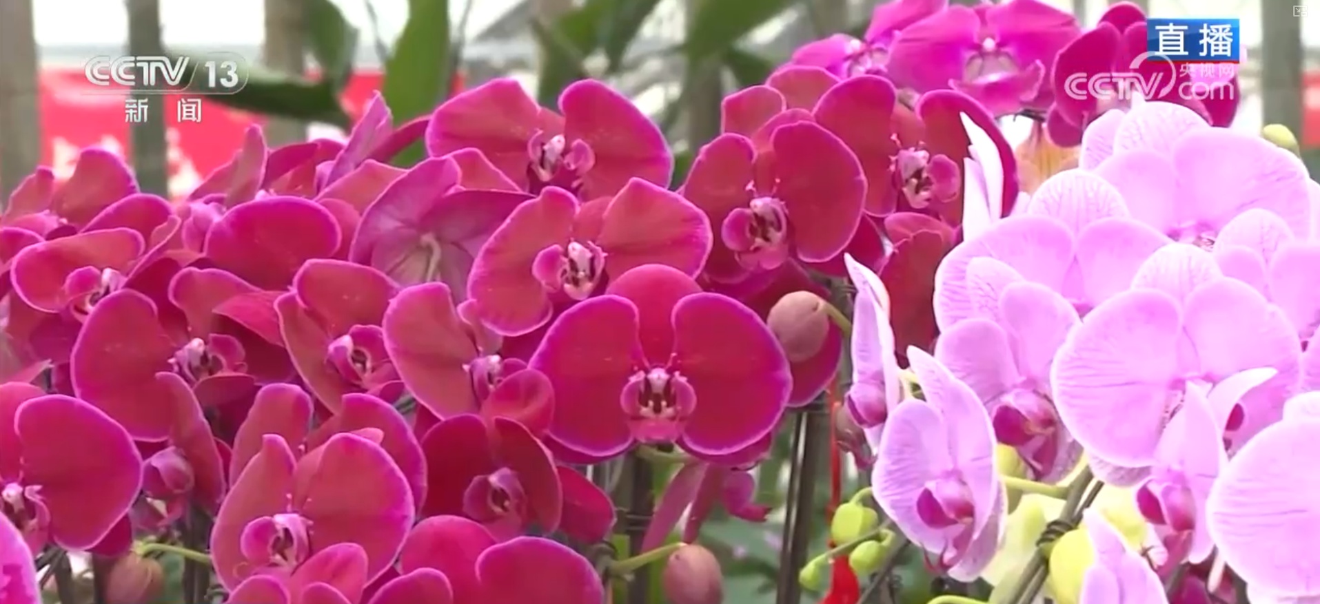 集市人气旺、年宵花争艳 “年货消费”活力充沛激发经济增长新动能