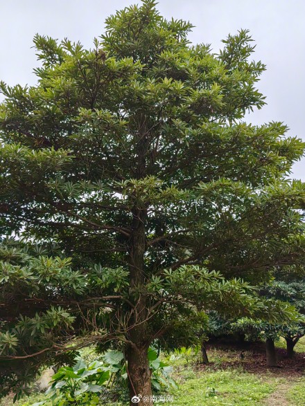 海南首次林草种质资源普查到3101种林草植物