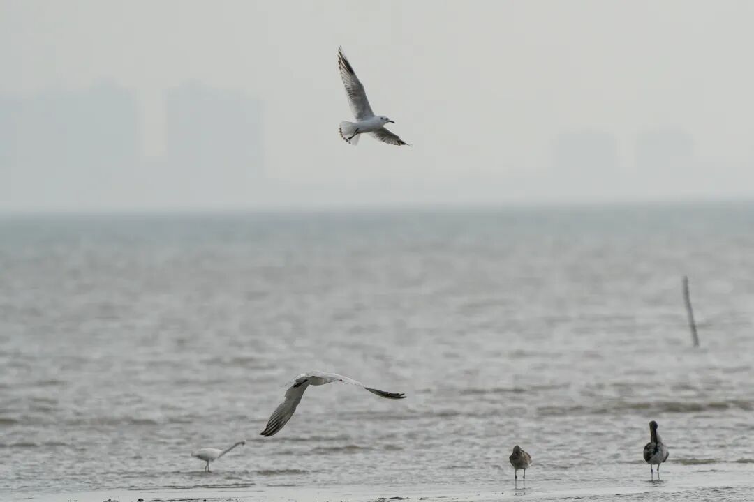 首次发现！国家一级保护动物黑嘴鸥现身东方四必湾