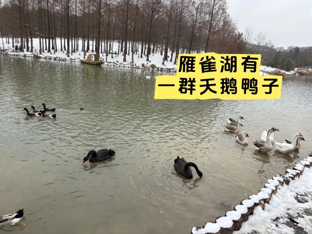 南京明孝陵的梅花开了！这波雪景据说能维持到明天早上，网友：梅花和雪太配了