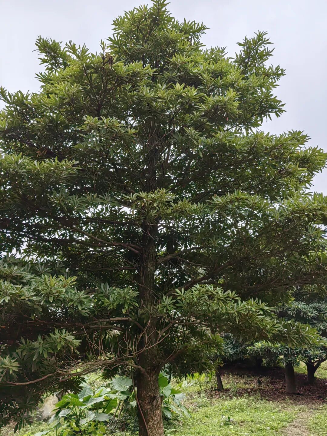 3101种、3927份！海南“植物家底”大公开→