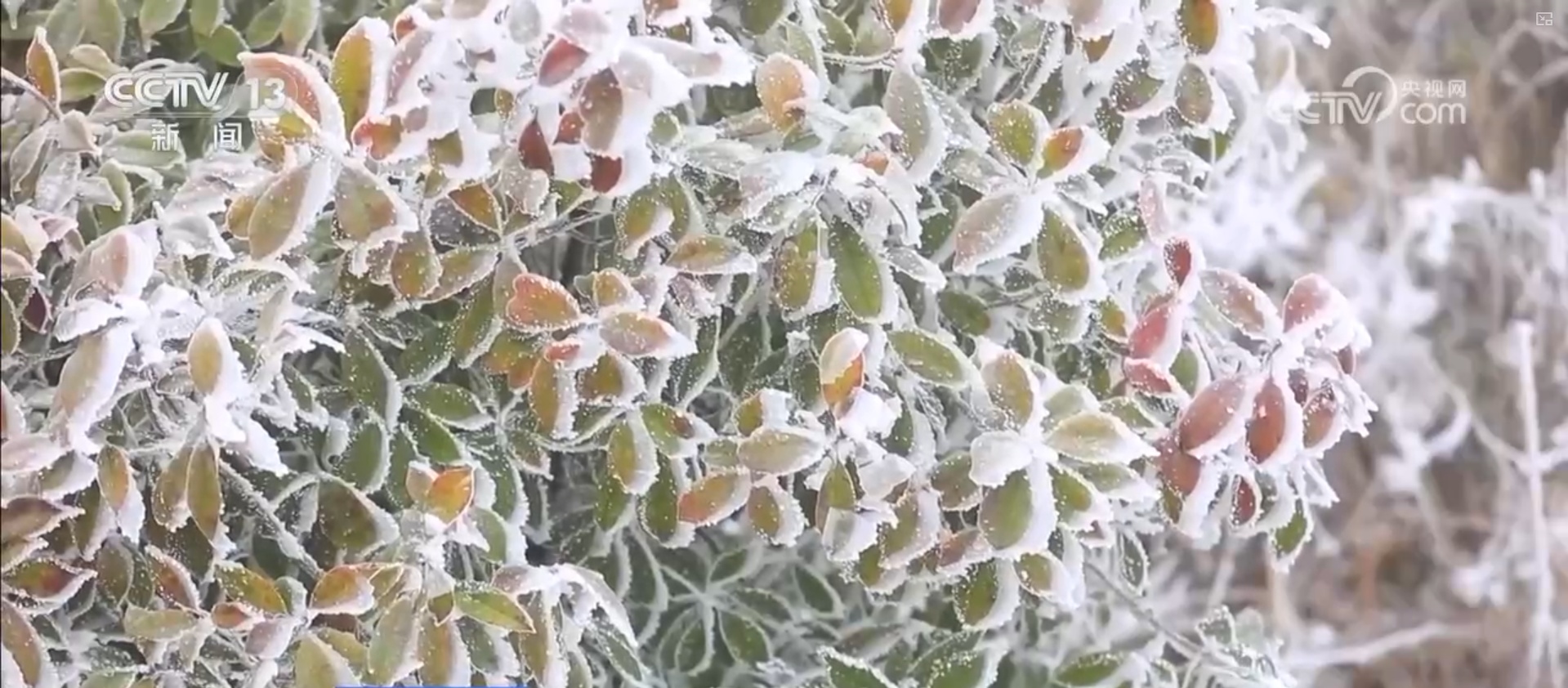 冻雨天气来袭，公众如何防御？一文了解