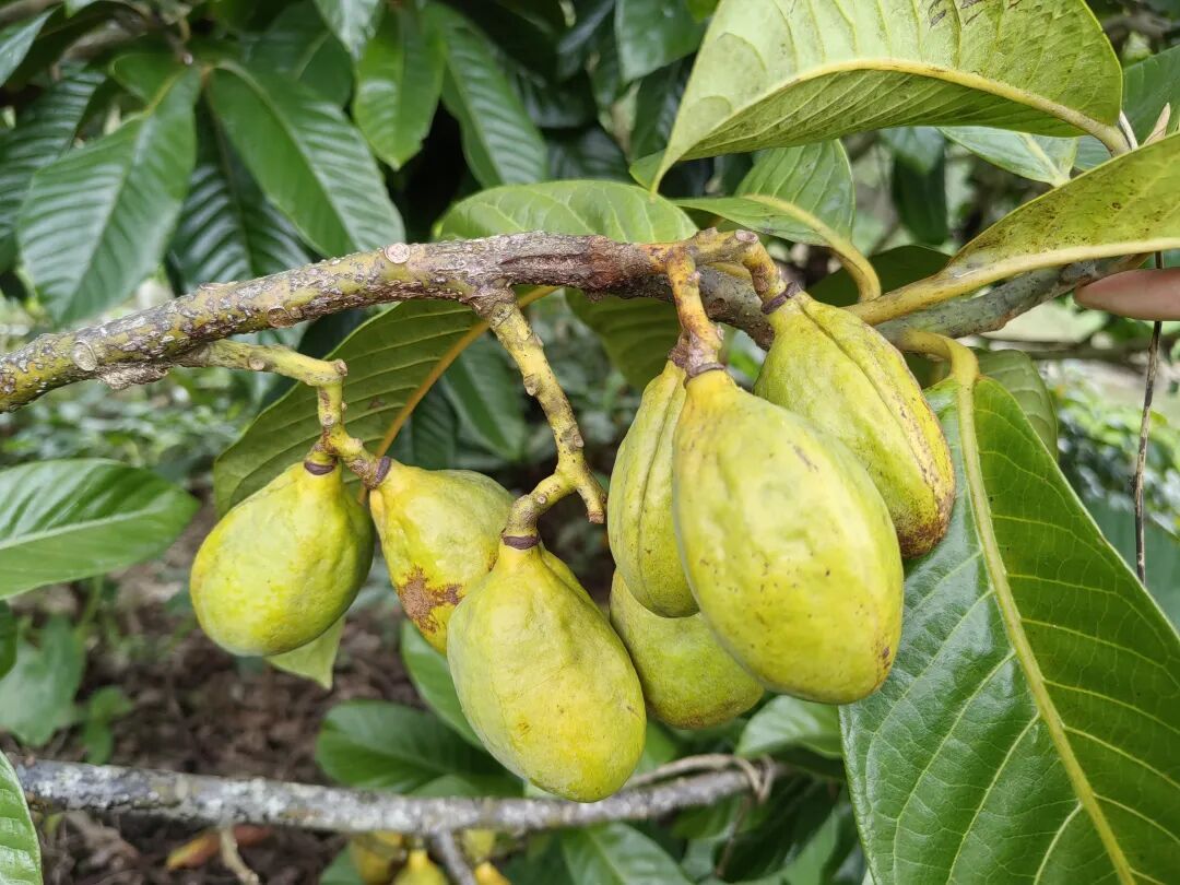 3101种、3927份！海南“植物家底”大公开→