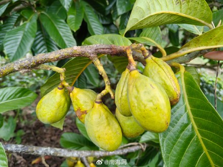 海南首次林草种质资源普查到3101种林草植物