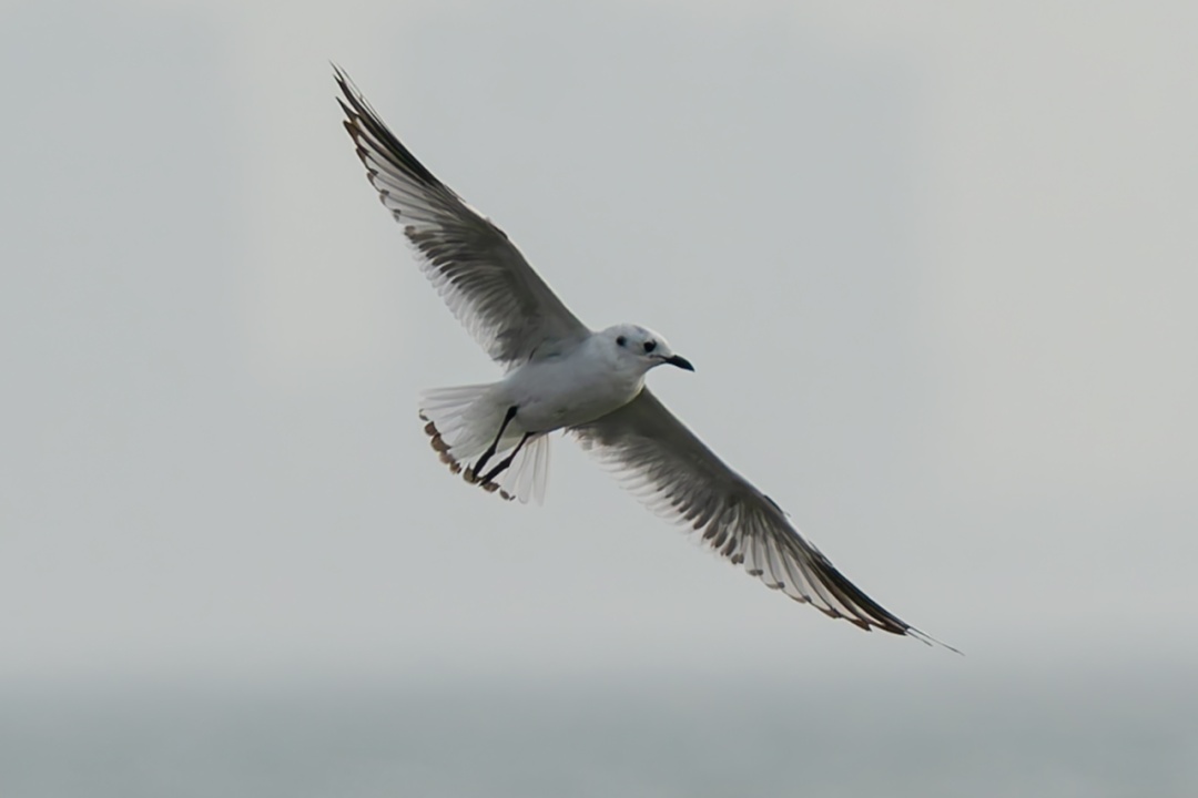 首次发现！国家一级保护动物黑嘴鸥现身东方四必湾