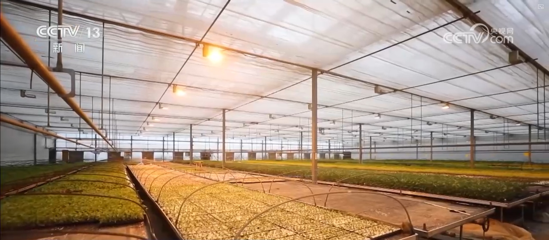 多措并举应对寒潮低温天气 各地保障蔬菜生产守护百姓“菜篮子”