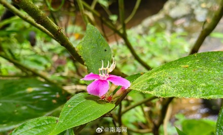 海南首次林草种质资源普查到3101种林草植物