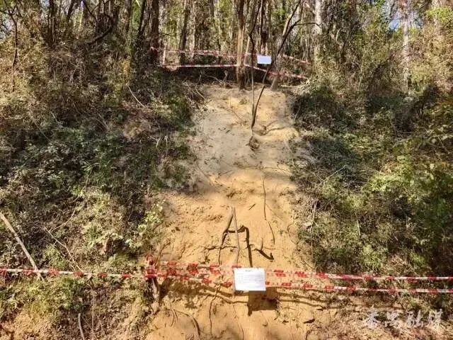 马年“画马”路线被叫停后，官方再出手！