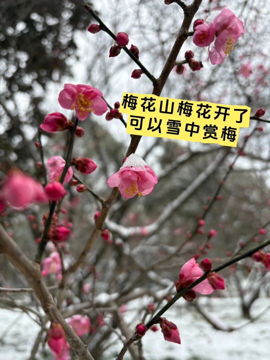 南京明孝陵的梅花开了！这波雪景据说能维持到明天早上，网友：梅花和雪太配了