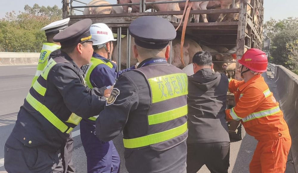 300斤的生猪沈海高速上“越狱”，窜上应急车道，厦门多部门联手，10分钟“抓捕归案”