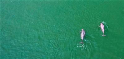 我国将加强长江江豚系统性保护