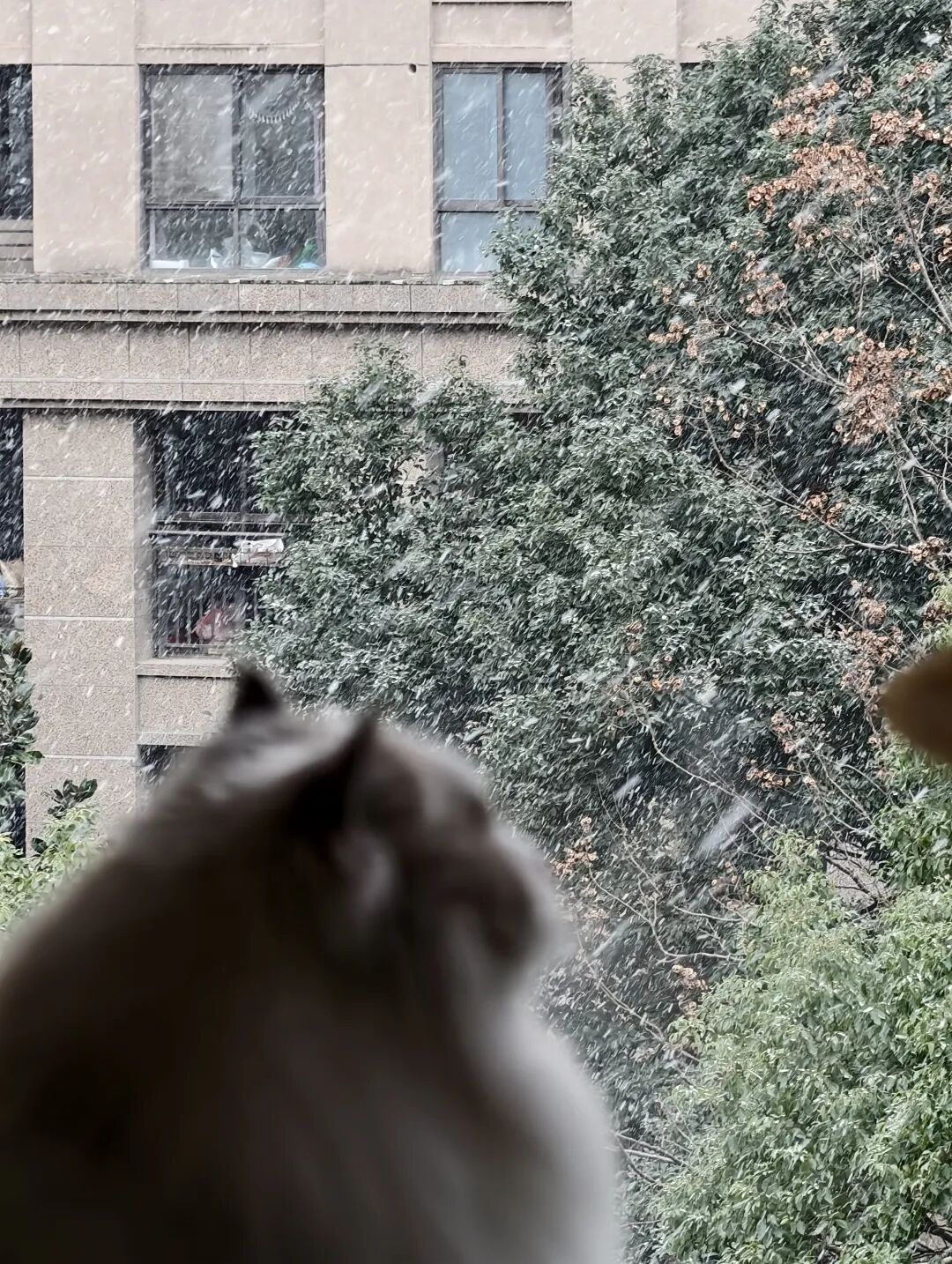 苏州停雪时间定了！